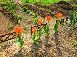 tulip orange.JPG